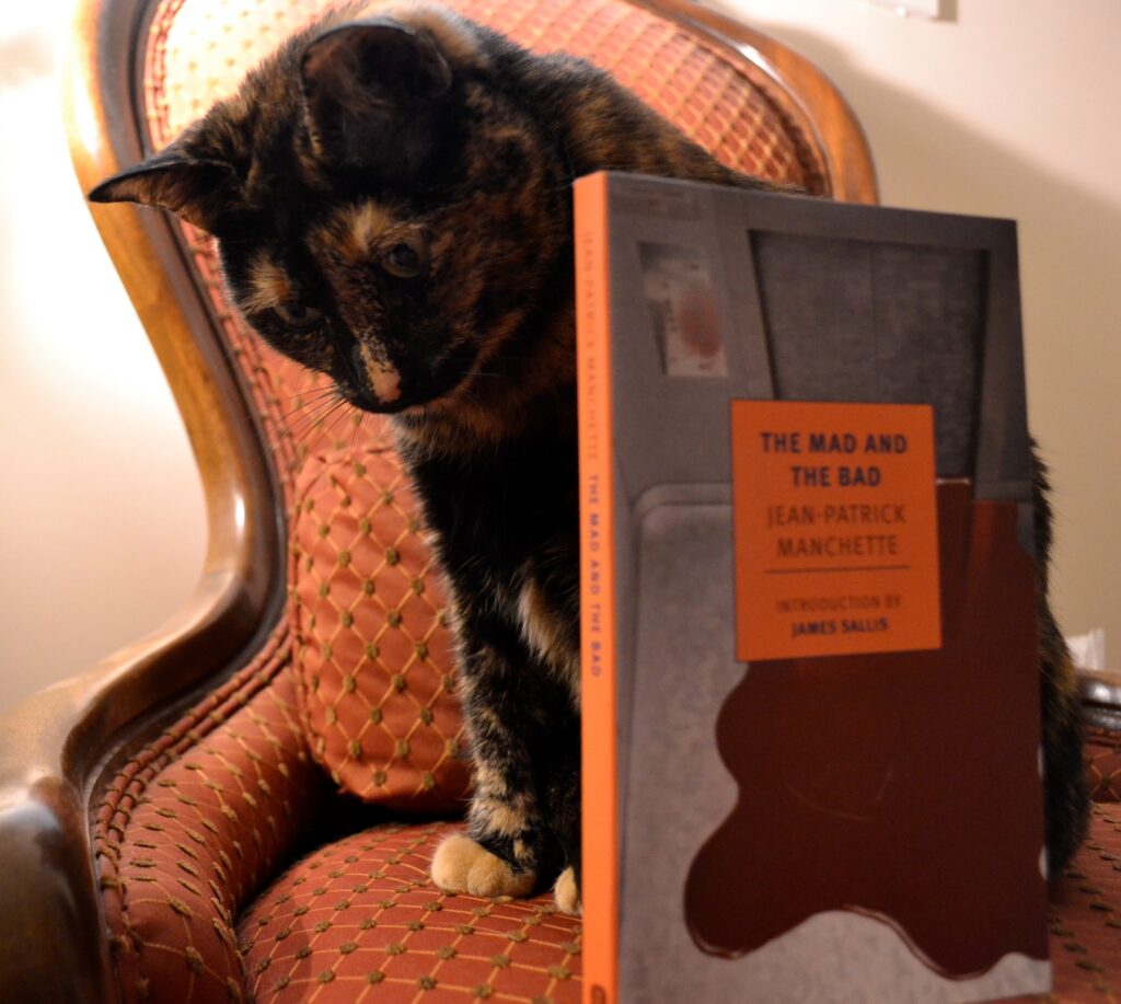 A tortie sits on a Victorian chair, backlit by a bright light. A book stands in front of her.