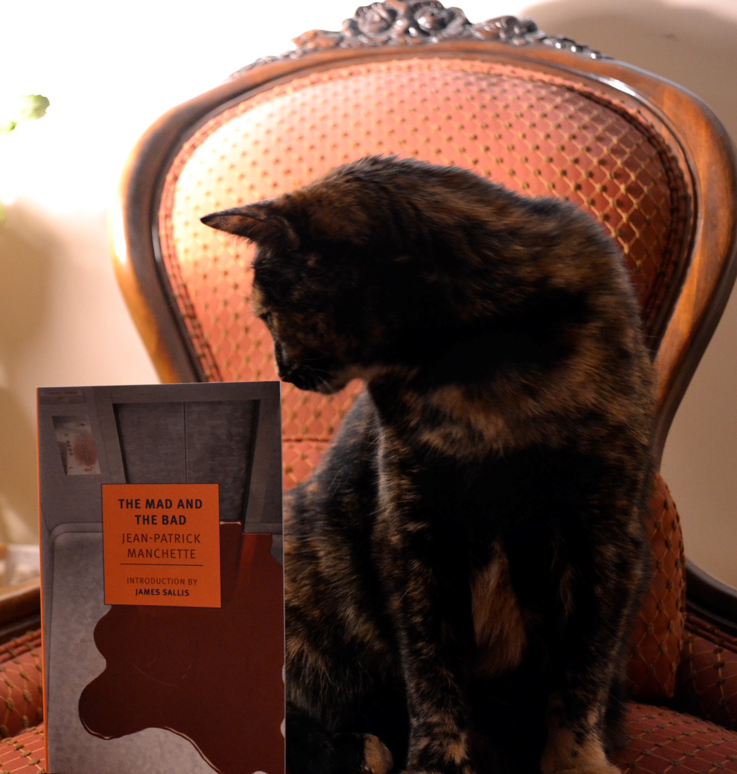 A tortie sits on a Victorian chair, her nose turned towards the book that stands beside her.
