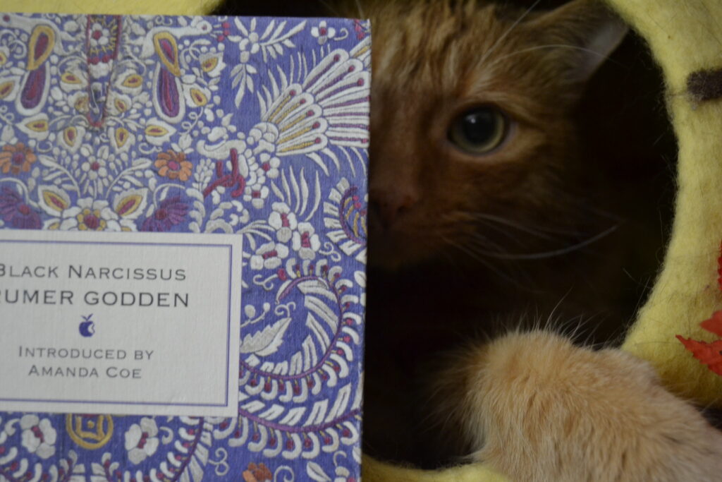 Peeking out from a cat cave, a big-eyed orange tabby peers around the edge of a book.