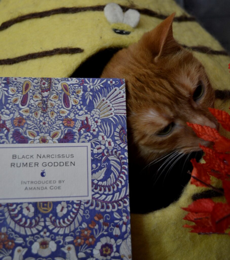 An orange tabby tilts her head away from a blue book — Black Narcissus by Rumer Godden.