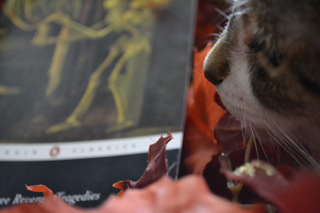 A tabby cat with a brown nose sniffs a pile of fake leaves and the edge of a black book.