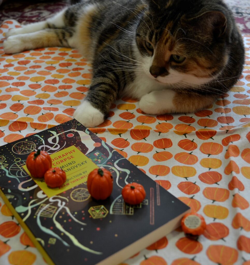 A calico tabby stares intently at some miniature jack-o-lanterns that sit on top of a book.