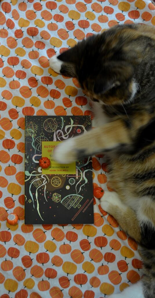 A cat paws a miniature pumpkin off the top of a book.