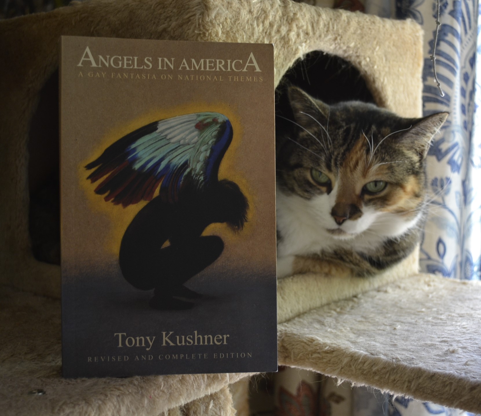 A calico tabby lounges beside a copy of Angels in America: A Gay Fantasia on National Themes.
