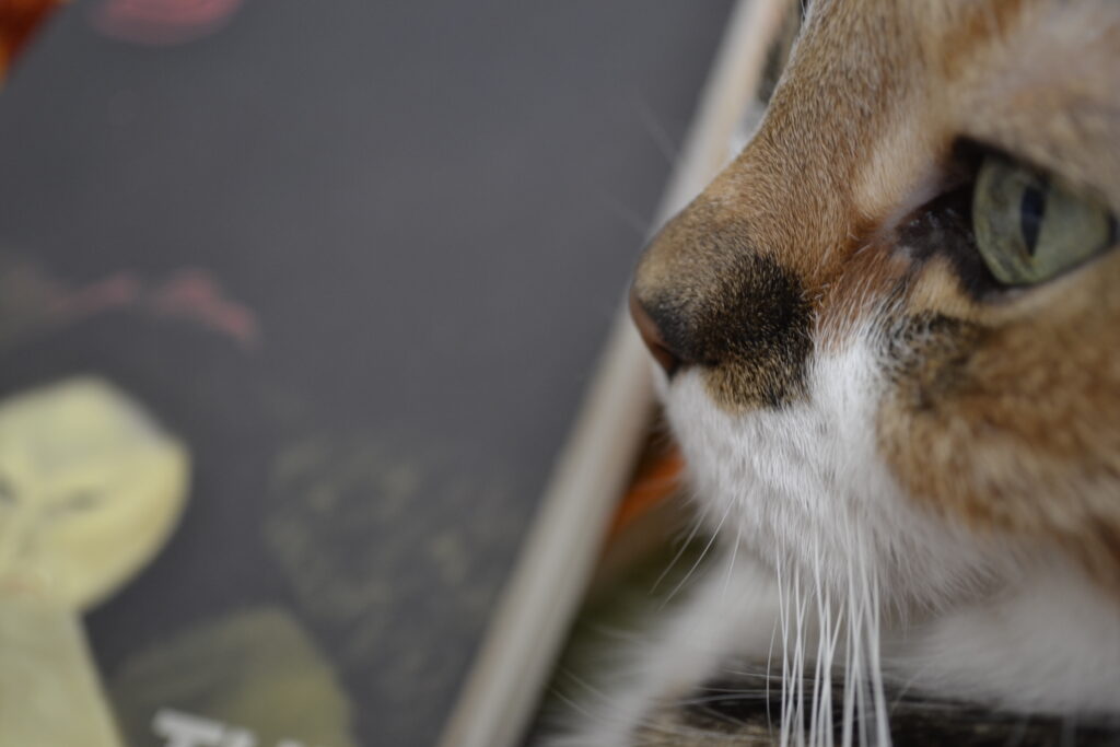 A calico tabby with green eyes and long white whiskers.