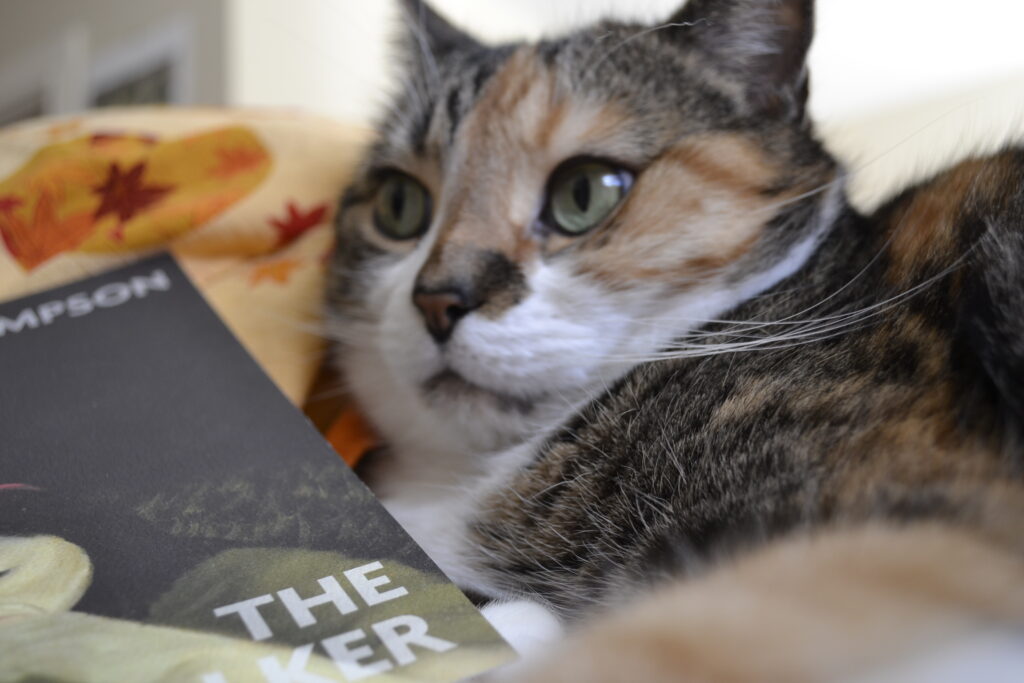 A calico tabby leans against an orange leafy background and a book.