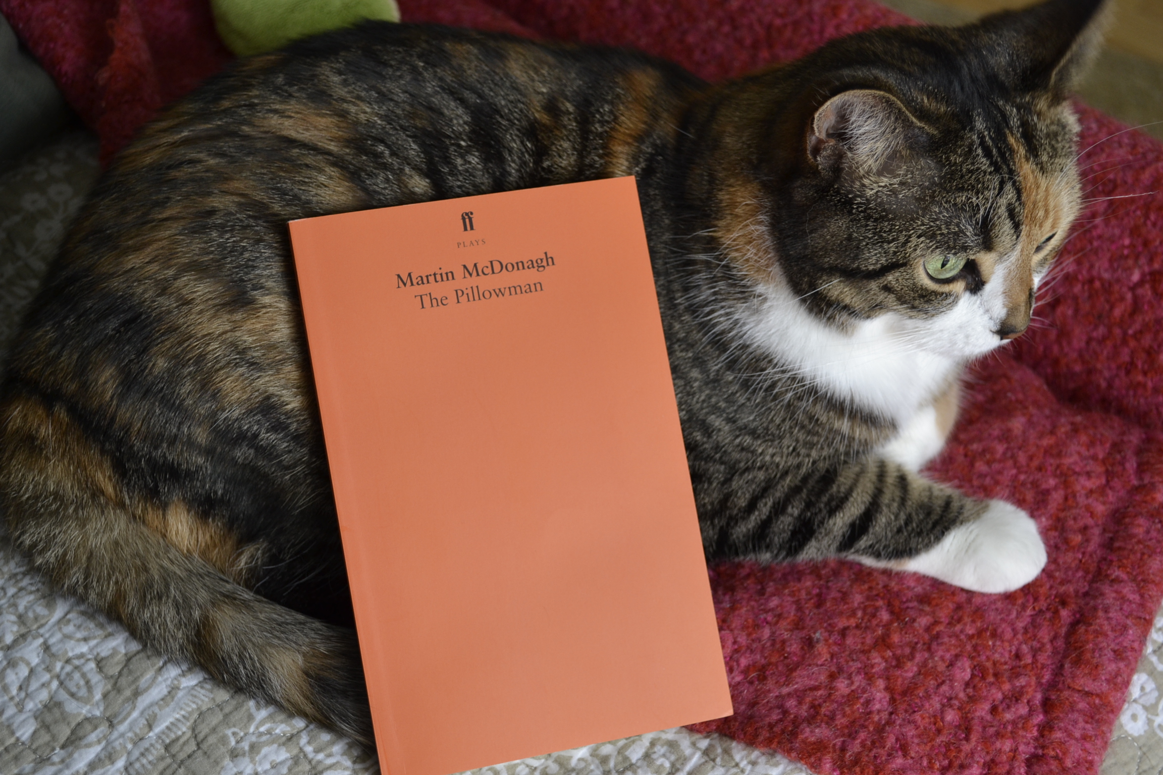 An orange book — The Pillowman — lies against the side of a calico tabby.