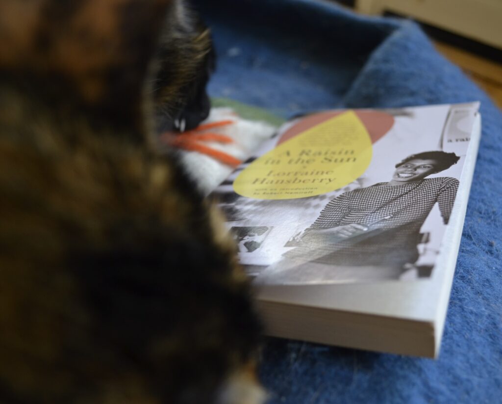 A copy of A Raisin in the Sun lies against the side of a tortie.