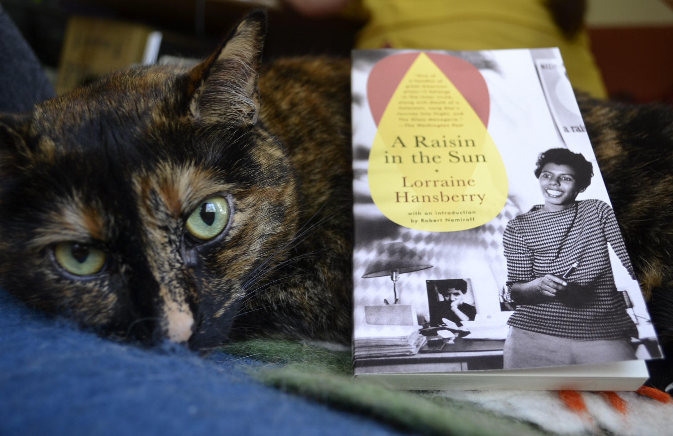 A tortoiseshell cat slumps forlornly against a pillow. A copy of A Raisin in the Sun lies on top of her.