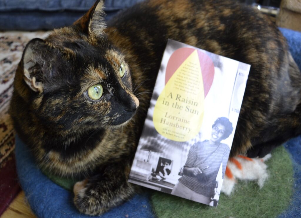 A copy of A Raisin in the Sun by Lorraine Hansberry leans on a tortoiseshell cat.