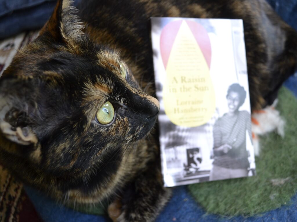 A tortoiseshell cat with yellow-green eyes looks over the edge of a book and out into the sunlight.
