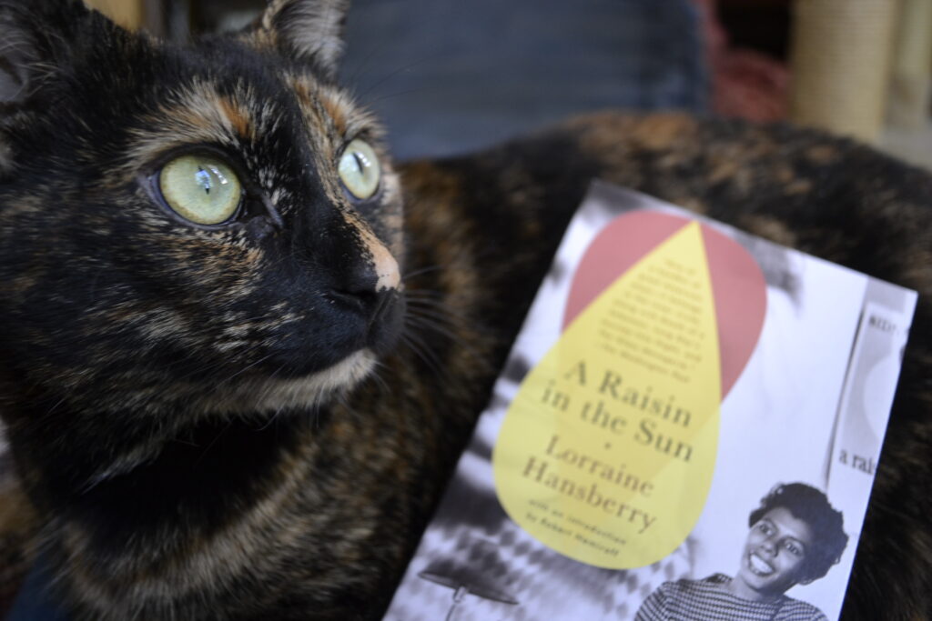 A tortoiseshell cat looks into the sunlight over the edge of a book.