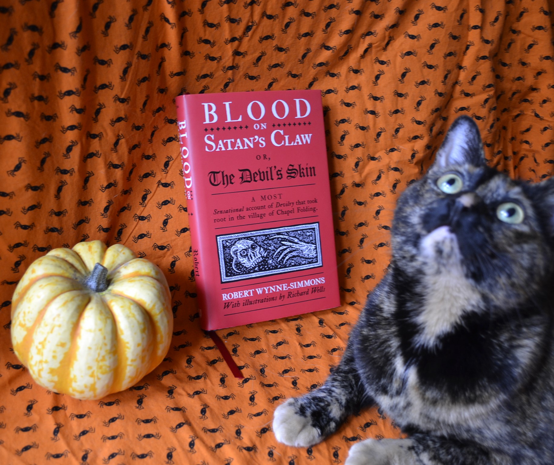 On an orange, spider-patterned background, a tortie sits with a squash and a red book. Sweetly, she looks up at the sky.