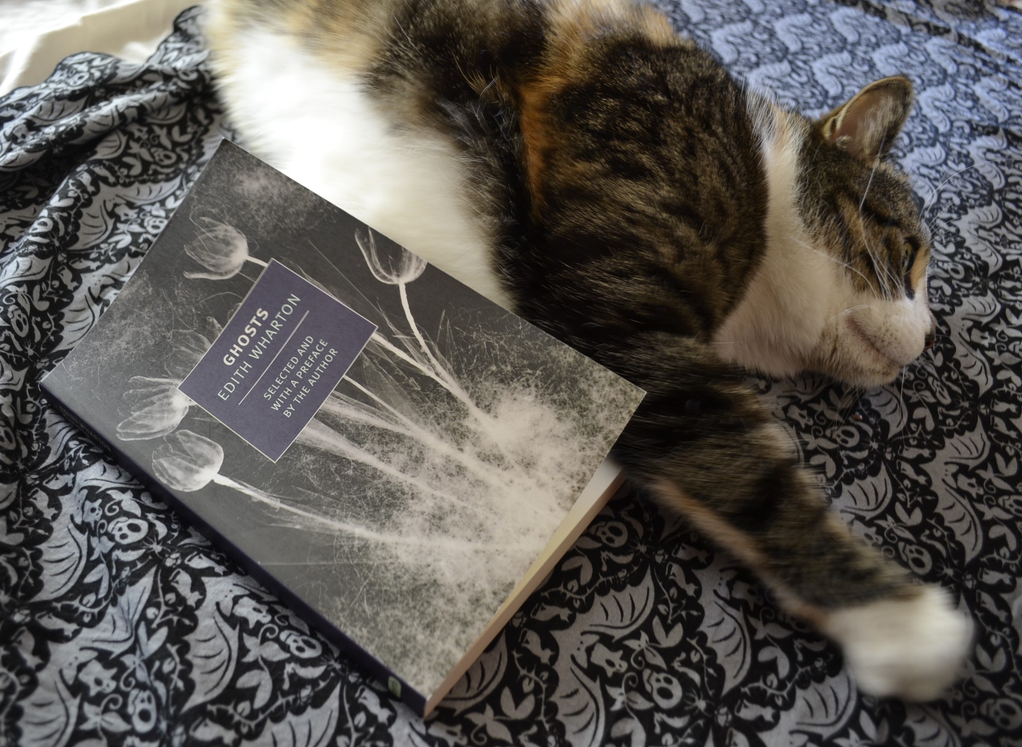 A calico tabby stretches out beside a book: Ghosts by Edith Wharton.