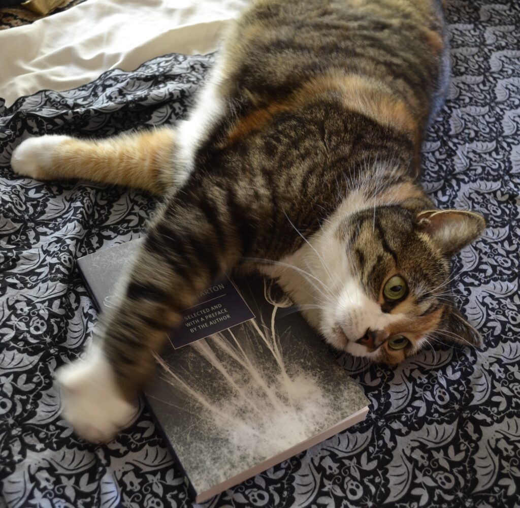 A calico tabby lies on her side. Beneath her is black damask patterned with bats, ghosts, skulls, and cats.