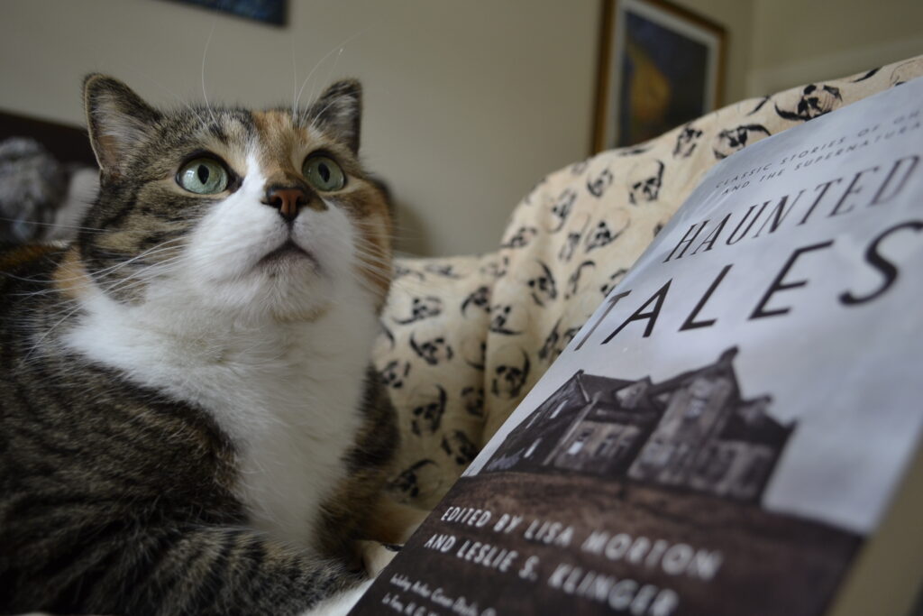 A calico tabby looks upwards, lying on skull-patterned fabric with a grey book.