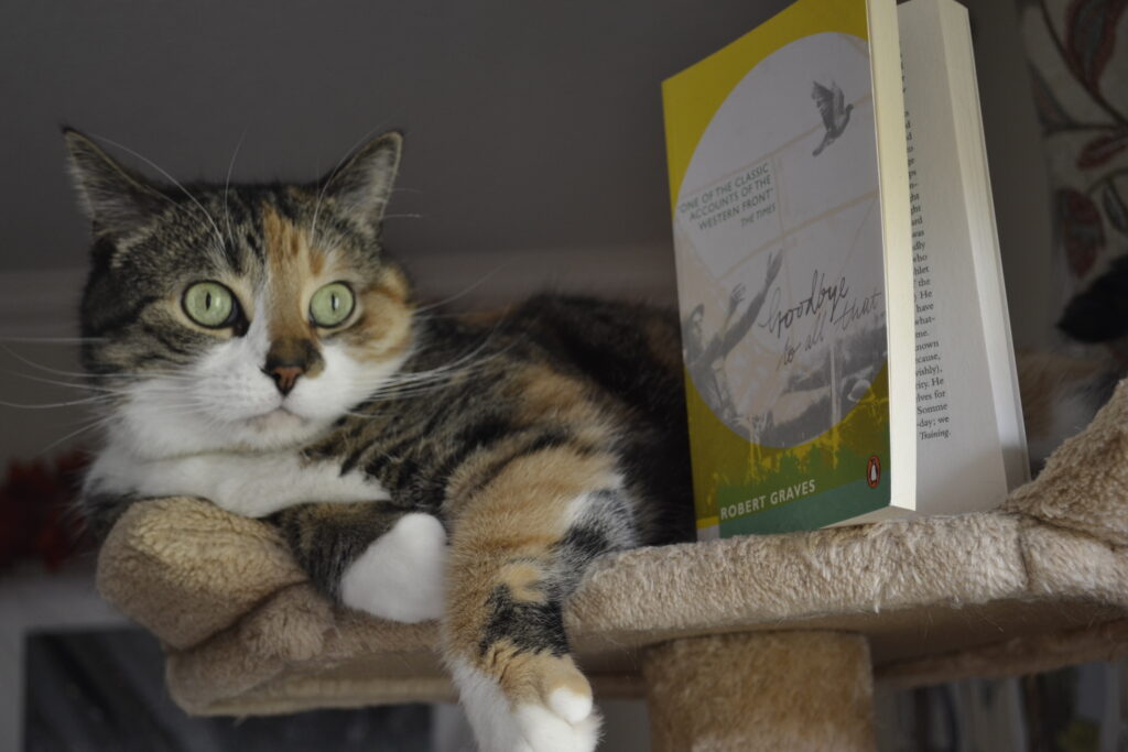 A calico tabby with green eyes lounges beside a book on the top of a beige cat tree.