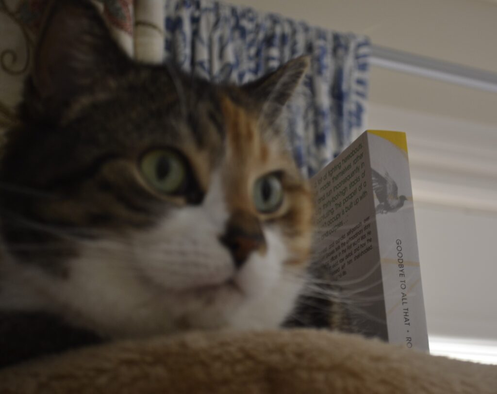 A calico tabby looks interested in something in the distance. Beside her is a book with a dove on the spine.