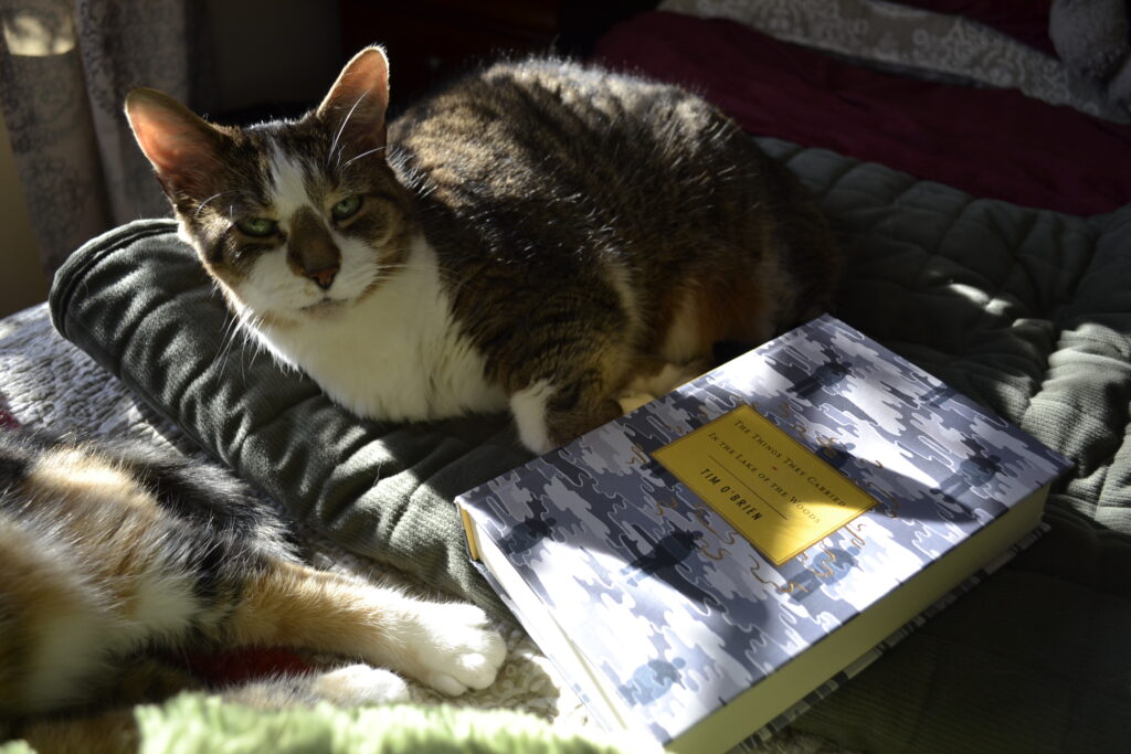 In dapple sunlight, a tabby cat squints upwards. Beside her is a grey book and another cat, who is almost out of the frame.