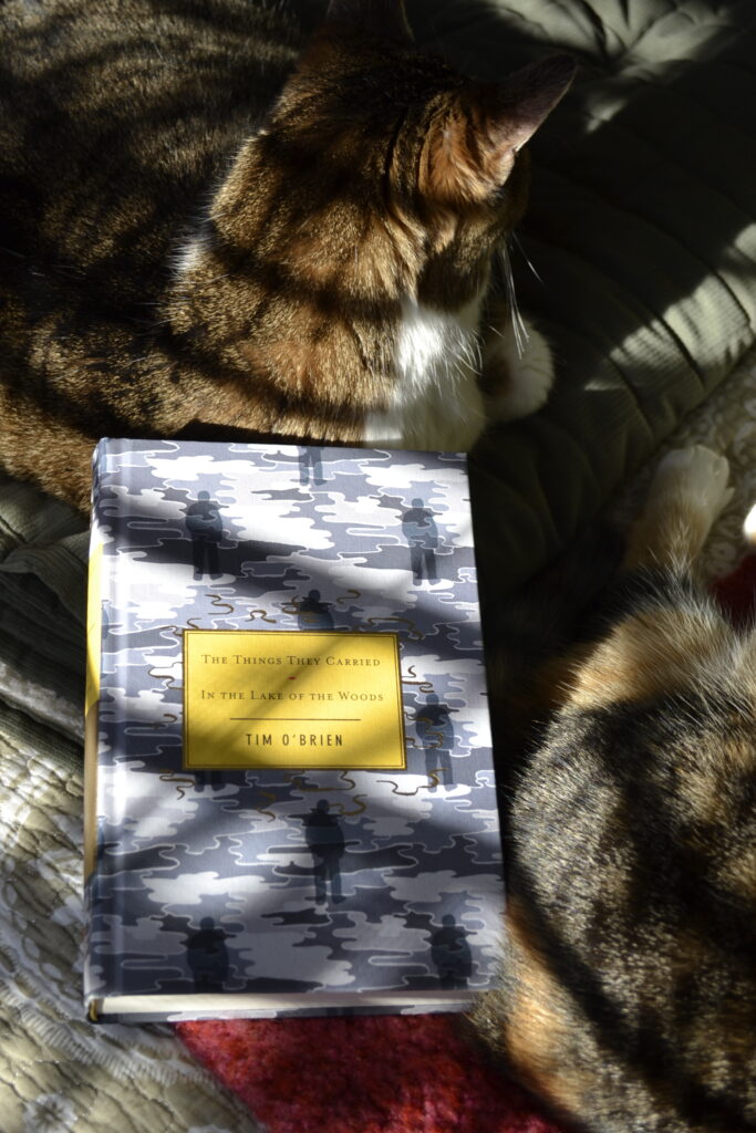 Two tabby cats lounge in dappled sunlight. A book lies between them, and each cat is leaning against the book.