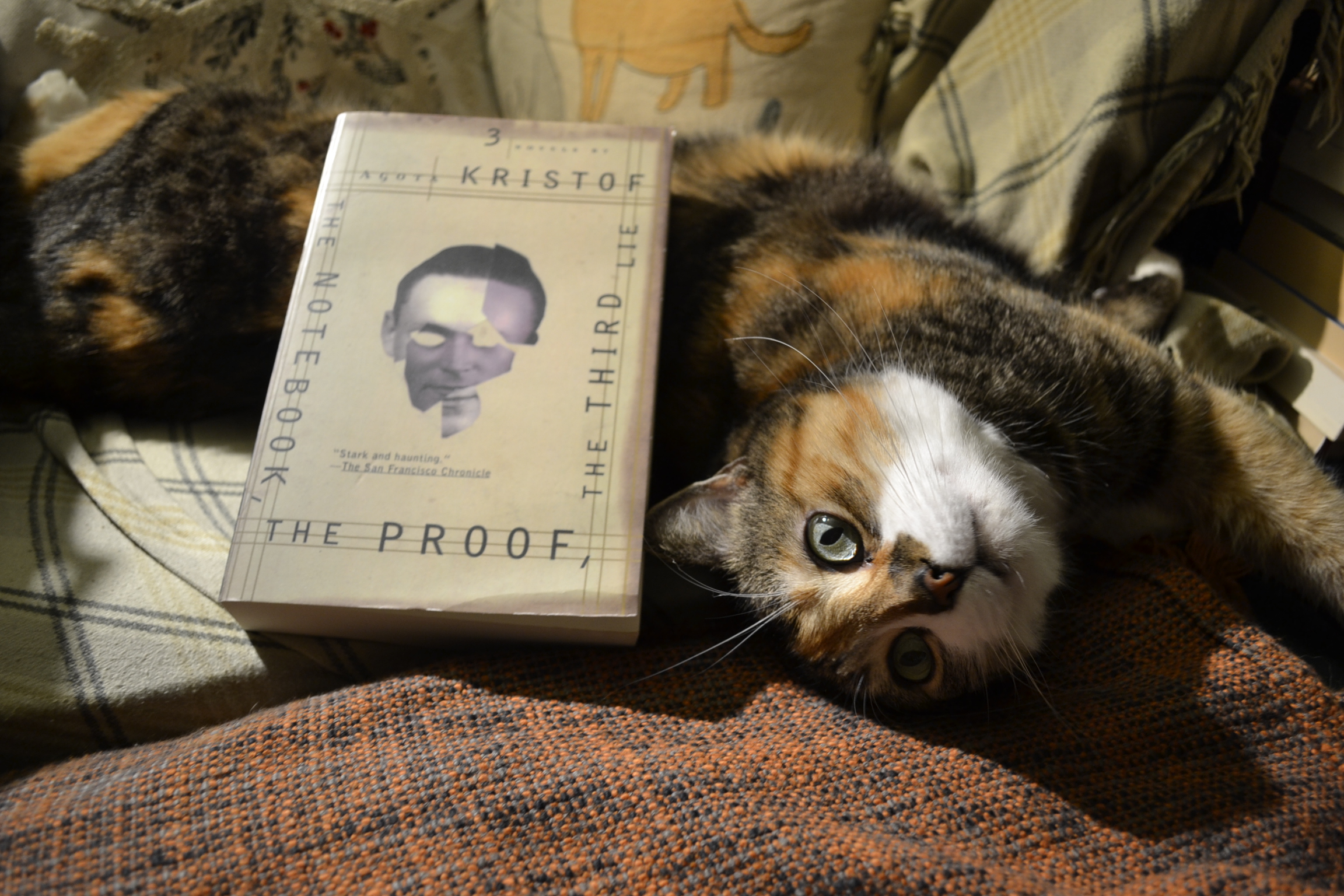 A calico tabby stares into a bright light, her long body and paws stretching out. A book rests against her side.