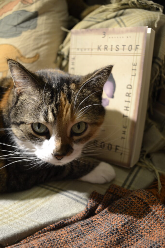 A calico tabby sits on a chair in bright light and dark shadows. Behind her is a book.