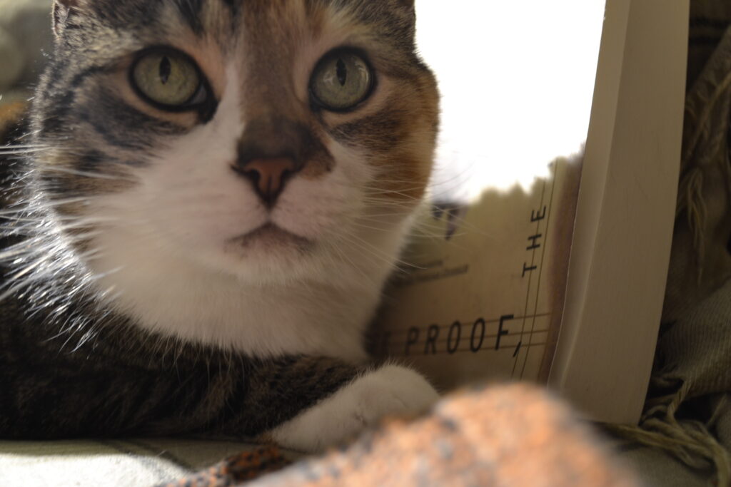 A tabby cat with dark rims around its green eyes looks into the distance.