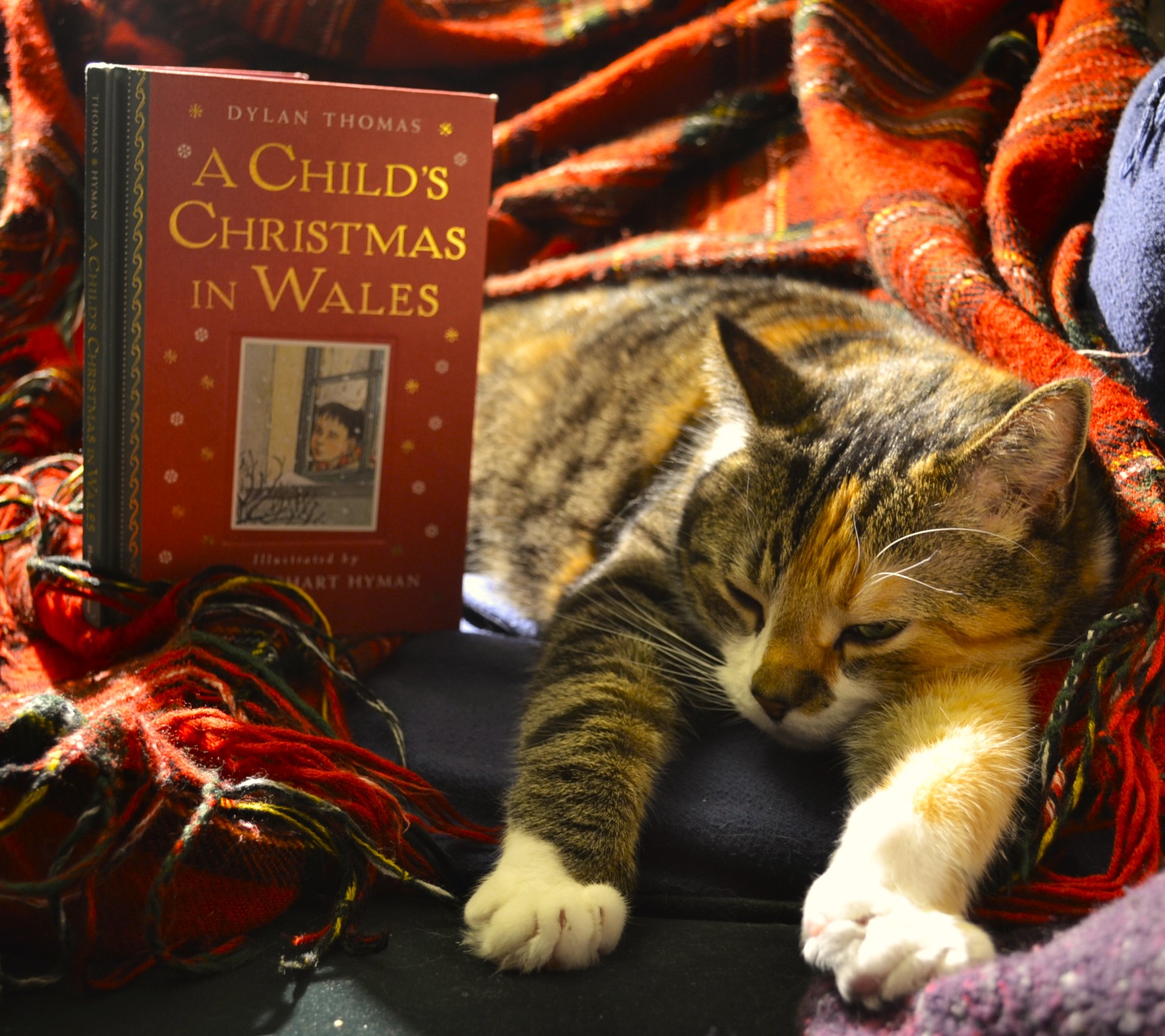 A Child's Christmas in Wales stands beside a calico tabby who has stretched out her paws in front of her.