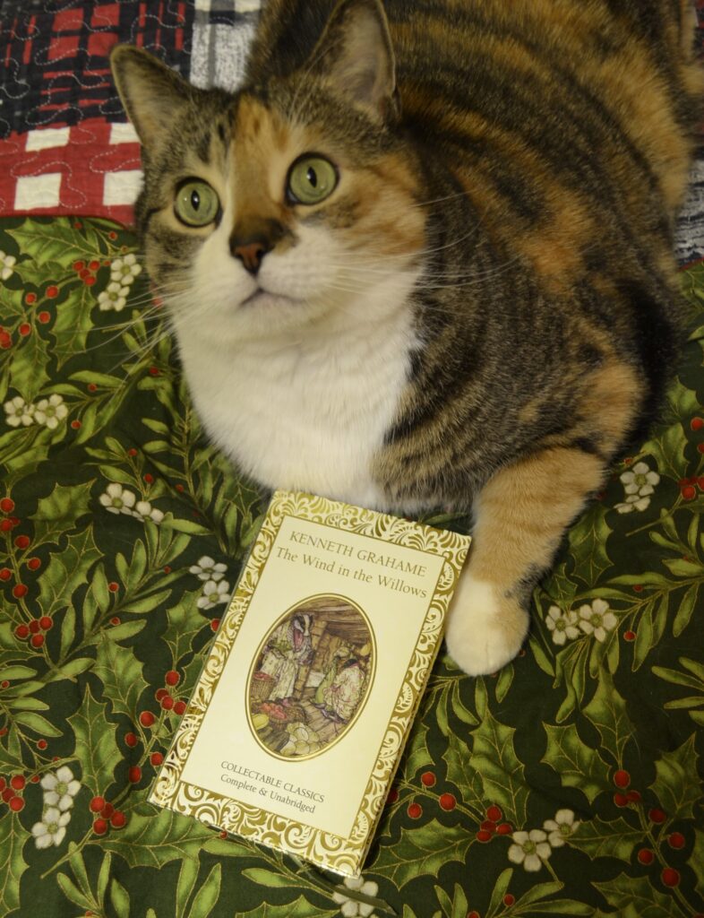 A calico tabby look sup at the camera. She is resting on a background of holly with a book between her paws.