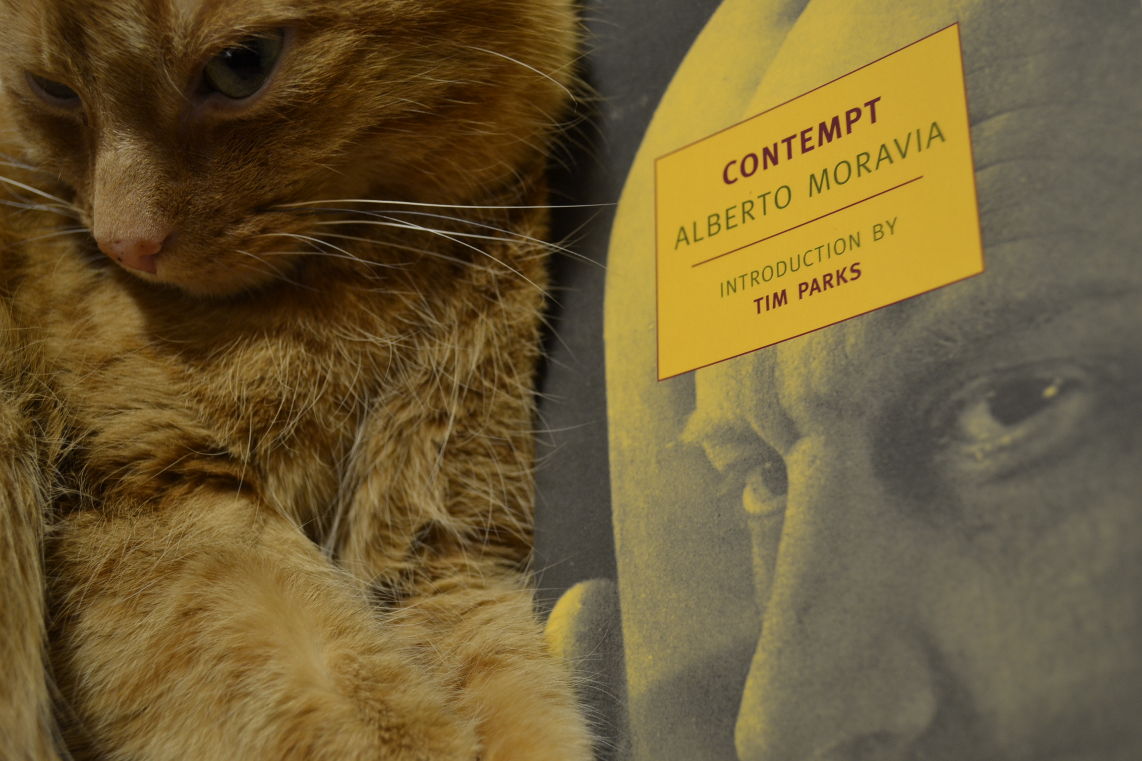 An orange cat looks contemptfully at the camera. Beside her is a yellow copy of Contempt.