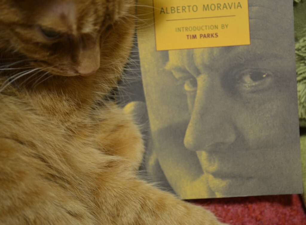 An orange cat leans against the side of a yellow book.