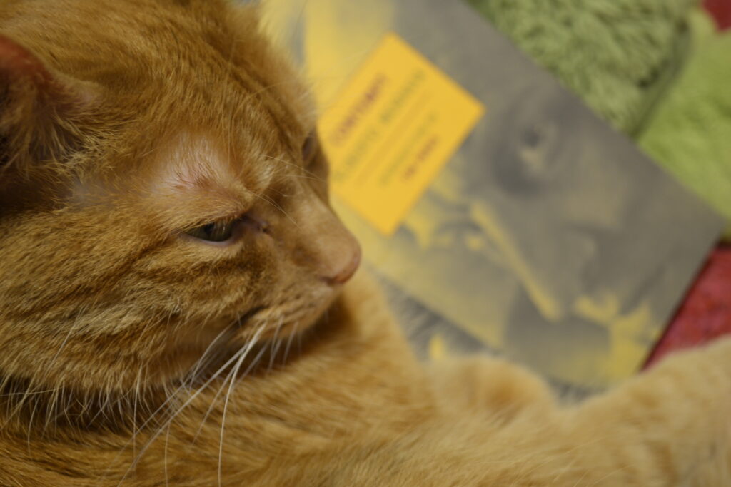 A serious orange cat sits close and on top of a book.
