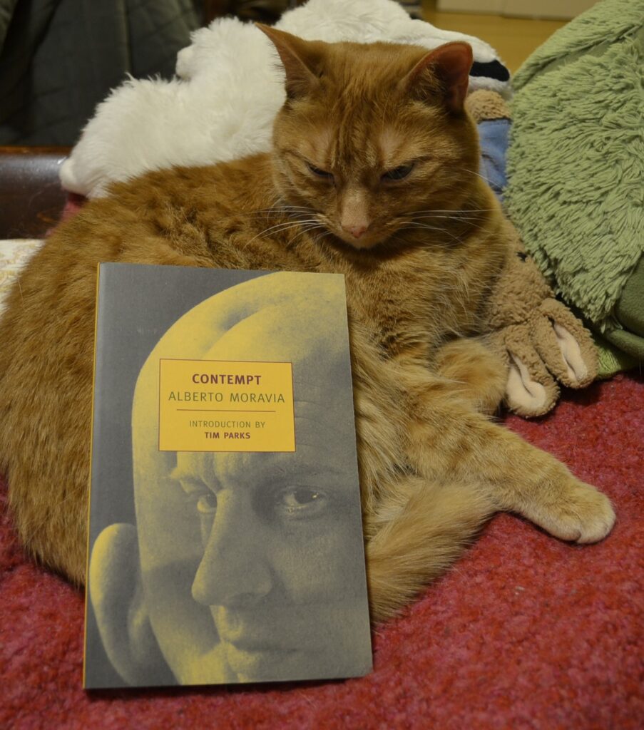 Alberto Moravia's Contempt lies on the side of an orange cat. The book is yellow with a picture of a man's head superimposed upon the back of a bald scalp on the cover. The expression is serious.