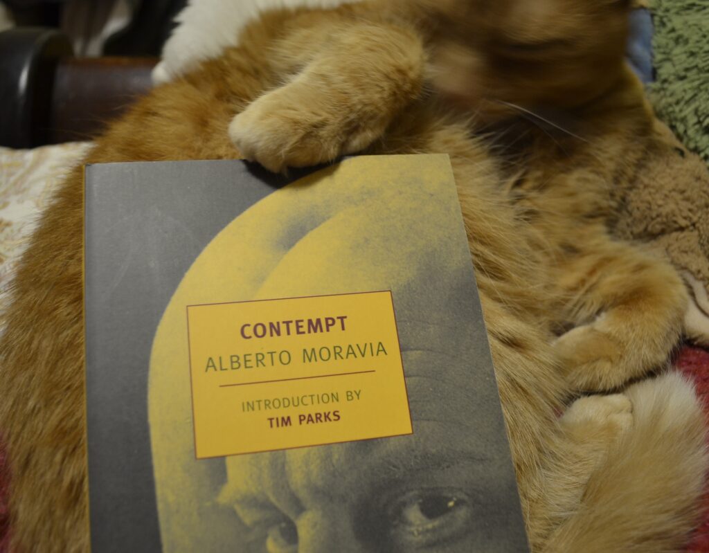 An orange tabby rests a paw on the top of a book.
