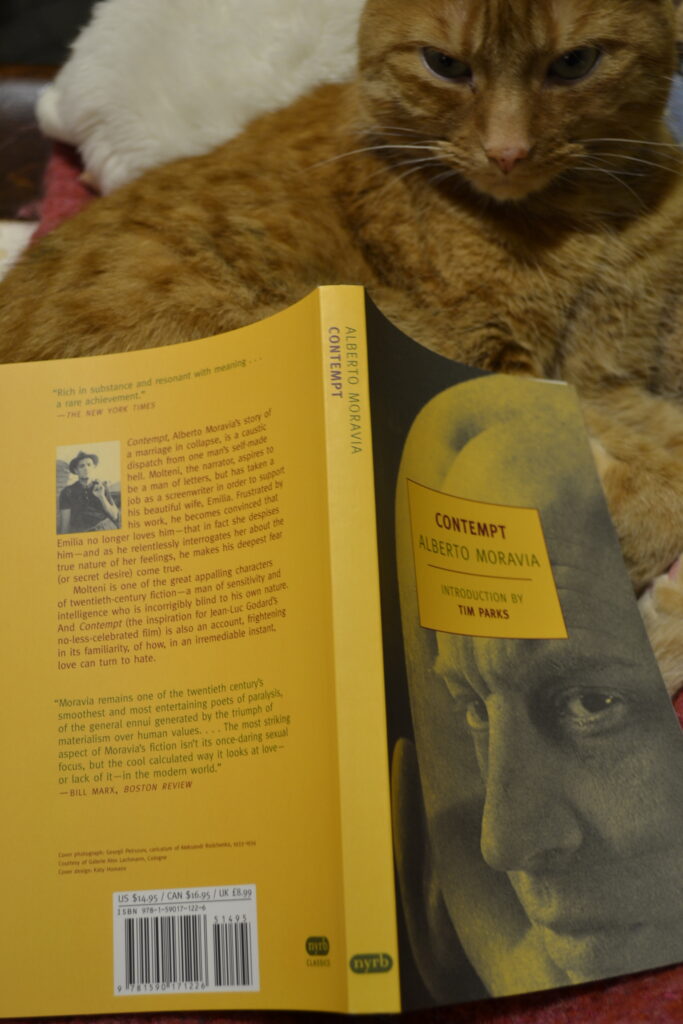 A cranky orange tabby sits behind a yellow book: Contempt by Alberto Moravia.