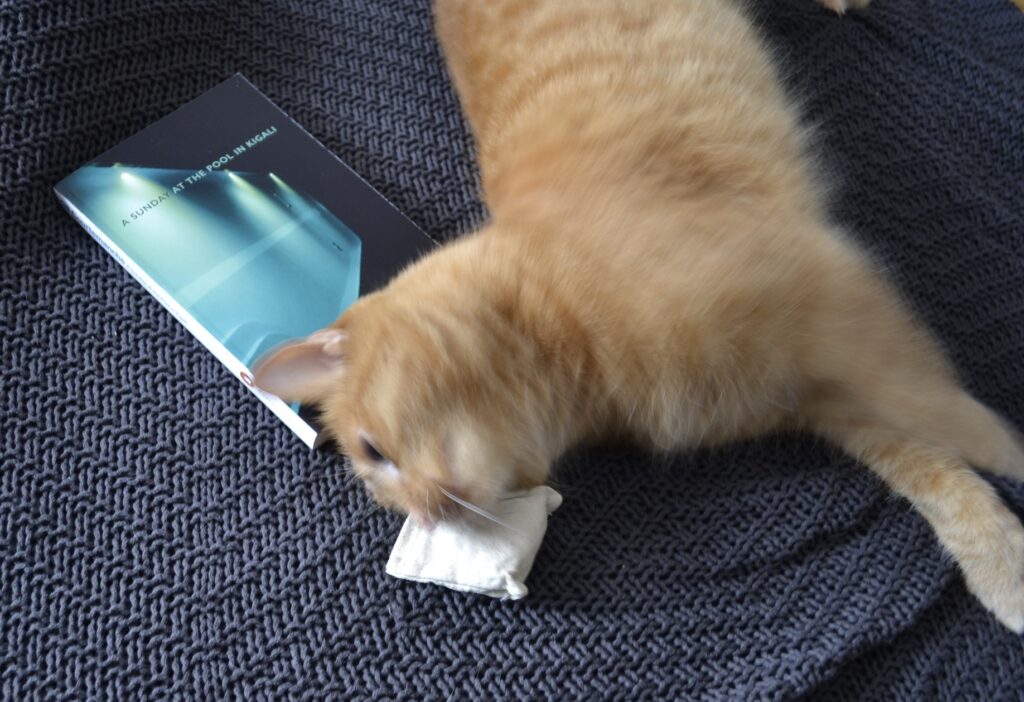 An orange tabby rubs along a book and a linen cat toy.