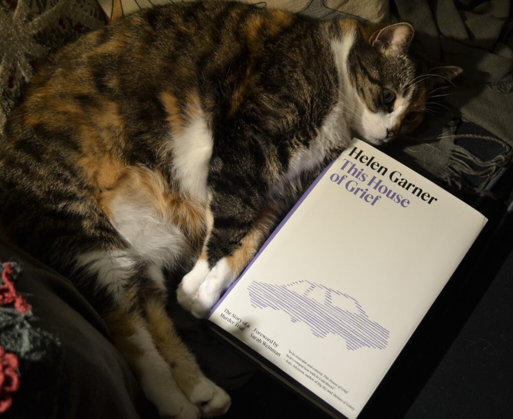 A calico tabby stares into the far distance, her chin resting on the corner of a white book.