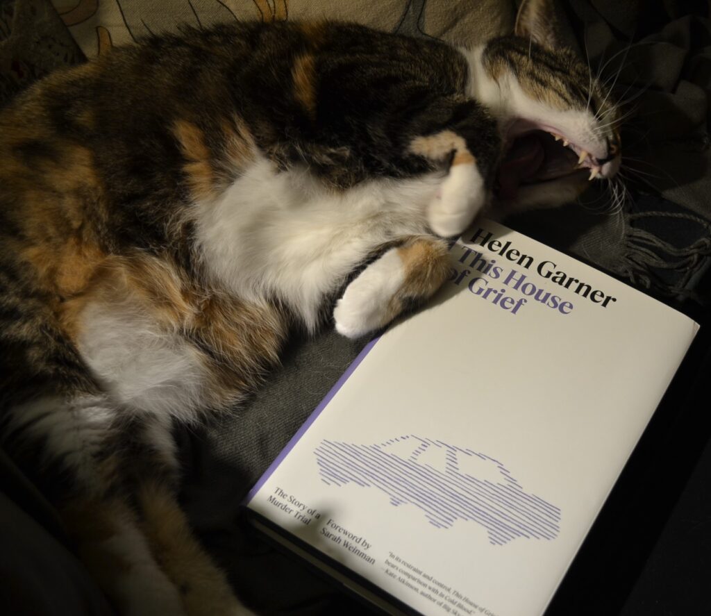 A calico tabby's mouth opens in a biting, toothy yawn, her paws curled and holding down a book.