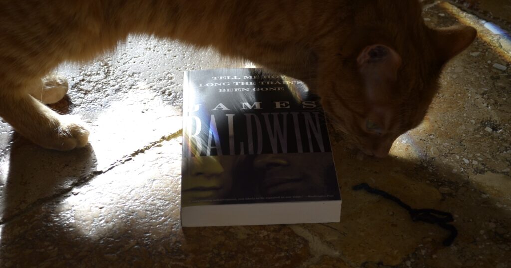 An orange cat arches over a book, casting dark shadows into rainbow-peppered light.