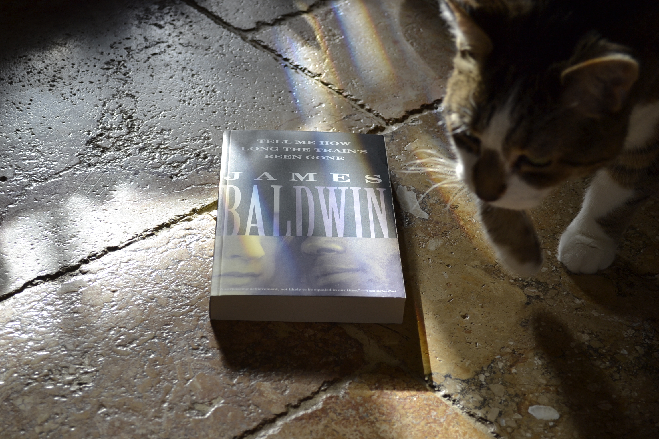 A tabby cat walks past a copy of Tell Me How Long the Train's Been Gone.