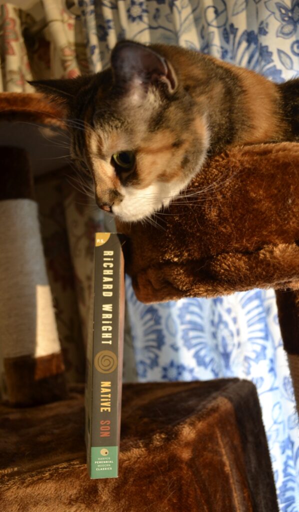 A calico tabby leans sideways to sniff the spine of a book that sits beside her on a cat tree.