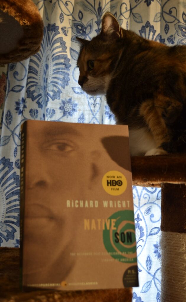 Richard Wright's Native Son sits on a cat tree. A calico tabby hunkers behind it.
