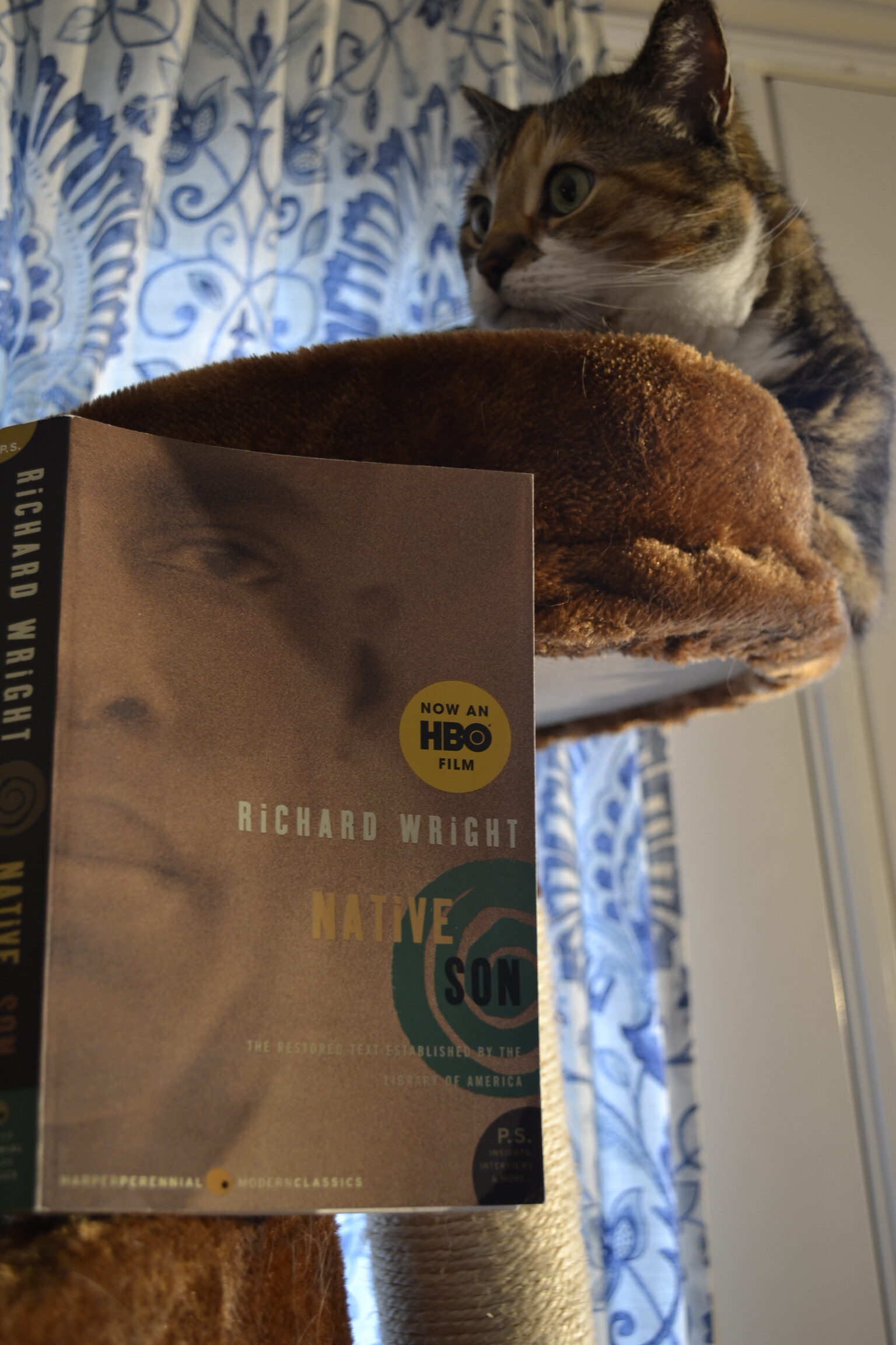 A calico tabby perches on a cat tree beside a book: Native Son by Richard Wright.