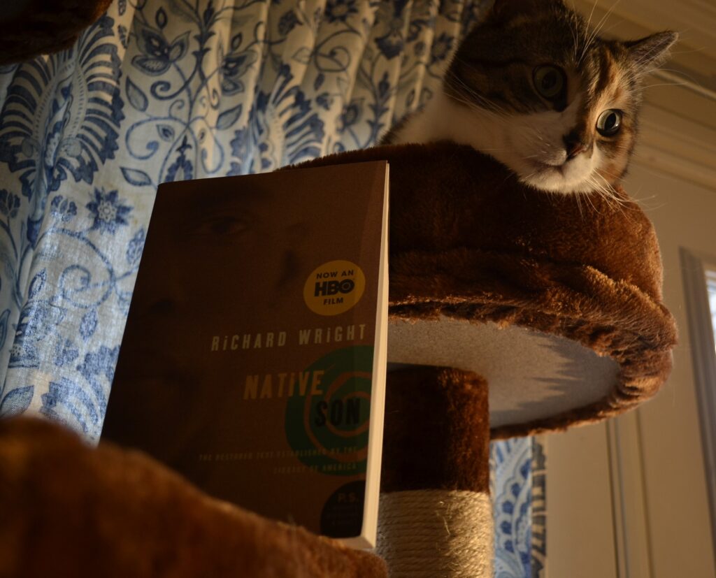 The book Native Son by Richard Wright sits on a brown cat tree beside a calico tabby.