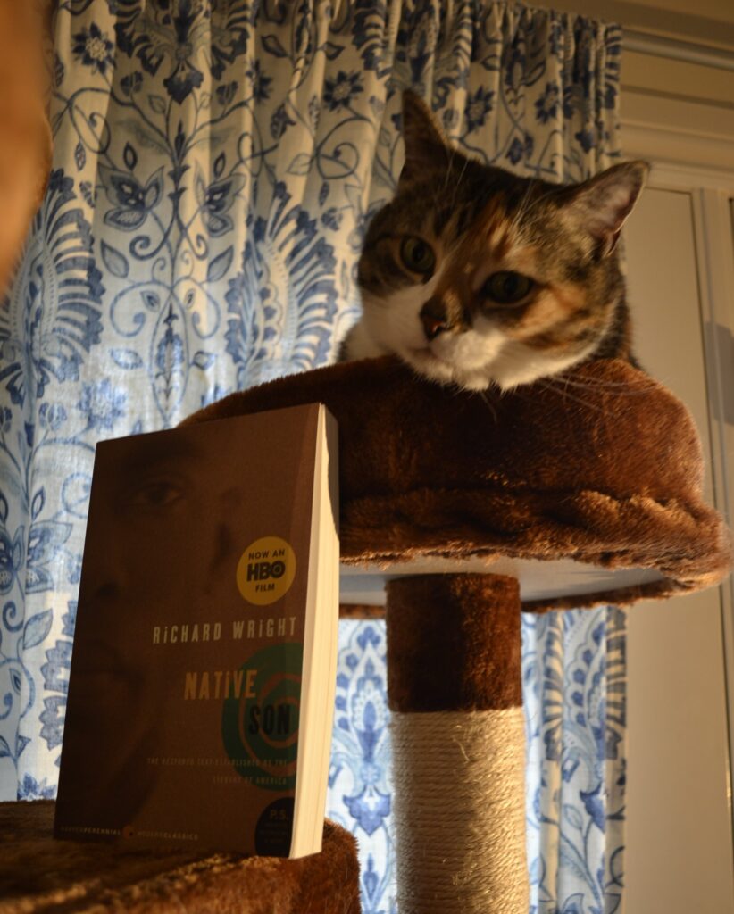 A cat leans backwards over a cat tree. Beside her is a copy of Richard Wright's Native Son.