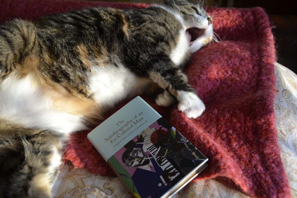 A calico tabby lies belly-up beside a book. Her mouth is open in a cute and silly yawn.