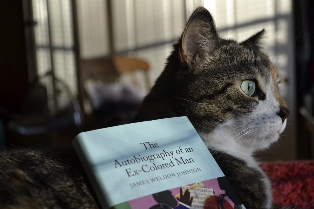 A calico tabby sits alert while a book rests on her shoulders.