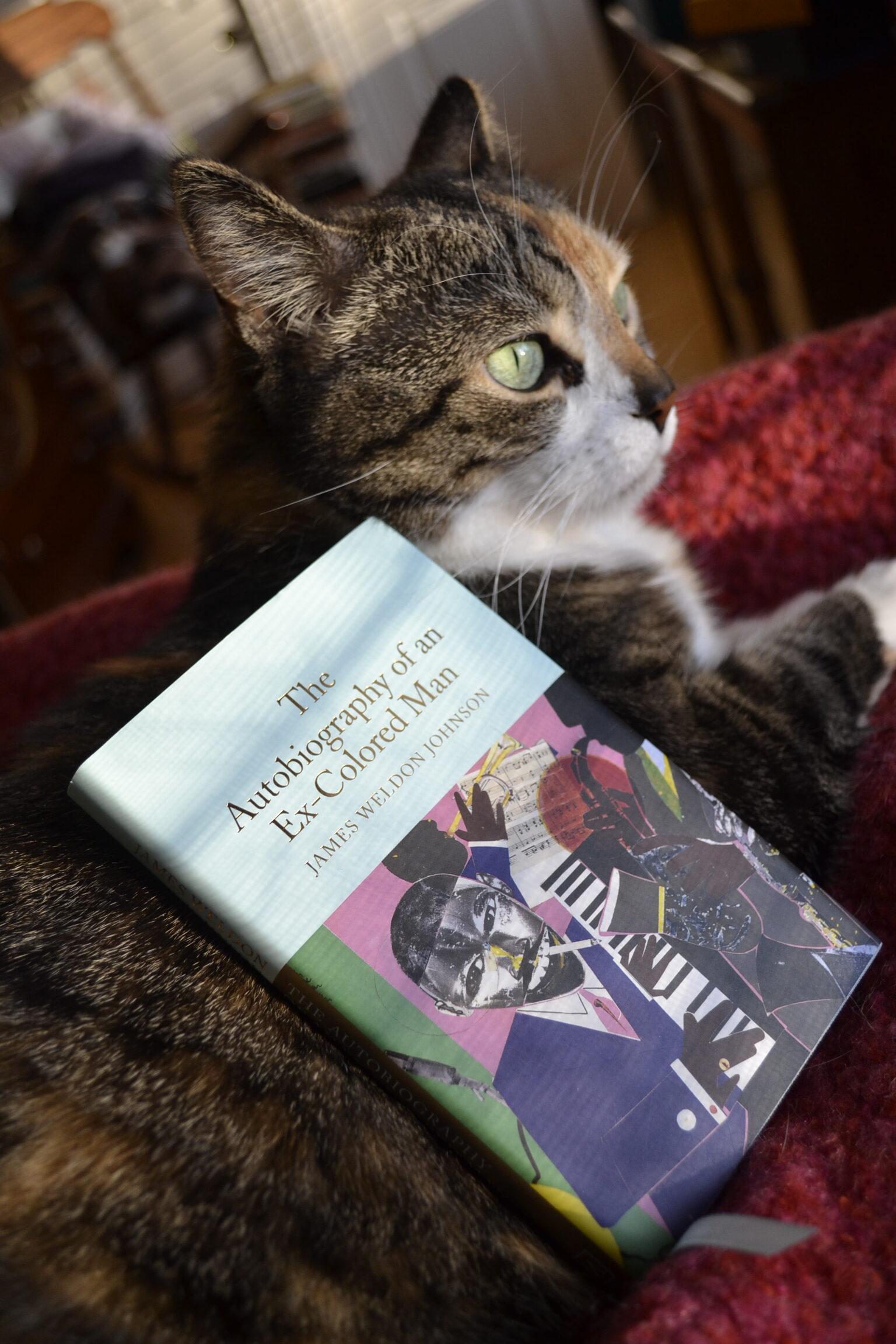 The Autobiography of an Ex-Colored Man lies on the shoulders of a calico tabby cat.