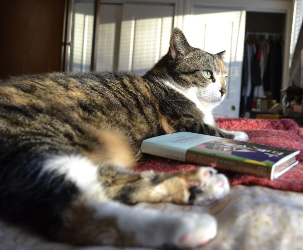 A calico tabby raises her head to the sunlight. A book lies between her paws.