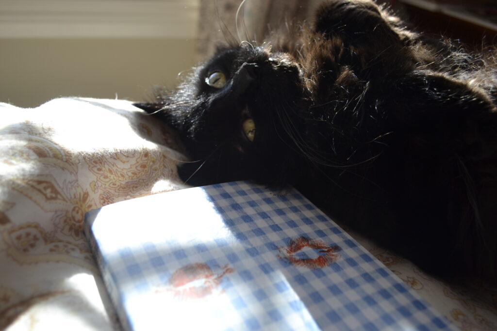 A fluffy black cat stretches, belly-up with her paws curled. She tilted her head sweetly into the sunshine.